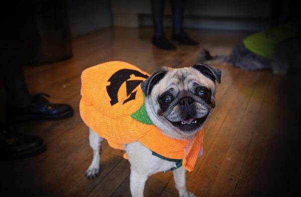 /images/uploads/pug nation rescue of los angeles/pugnation2020/entries/11711thumb.jpg